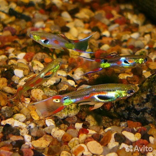 Аквариумные рыбки гуппи, молинезии, креветки