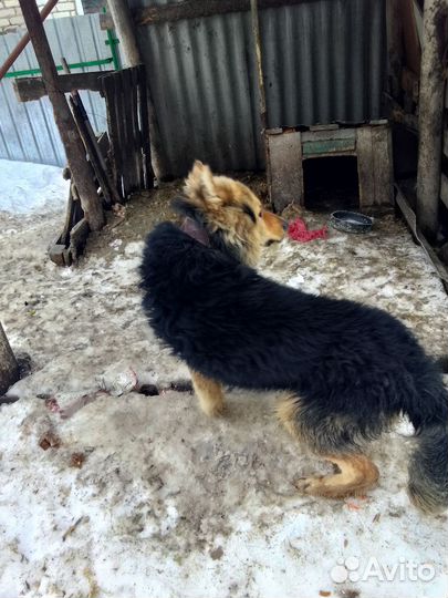 Немецкая овчарка в добрые руки