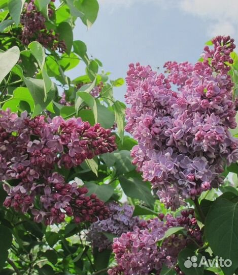 Сирень Радж Капур 1 шт (горшок)