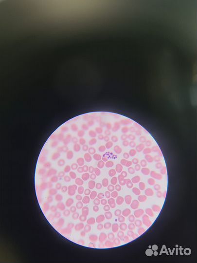 Репетитор по биологии