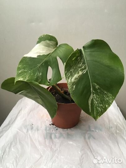 Монстеры 3 сорта гигант отростки