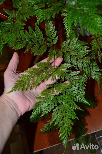 Даваллия sp. fejeensis