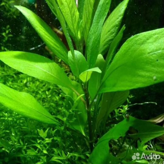 Аквариумное растение