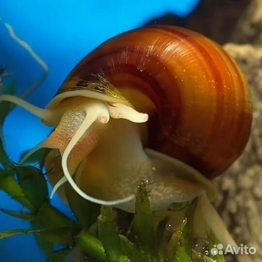 Улитки ампулярии