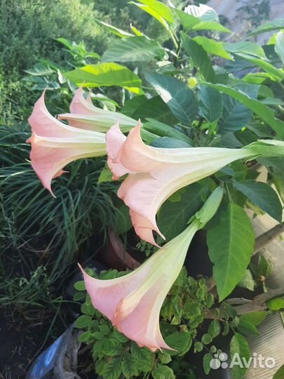 Сортовые пеларгонии