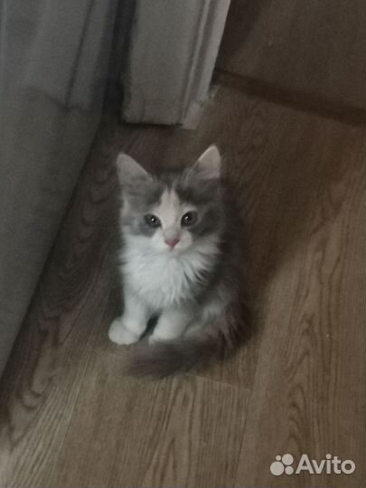 Кошка