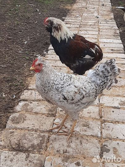 Петухи породистые