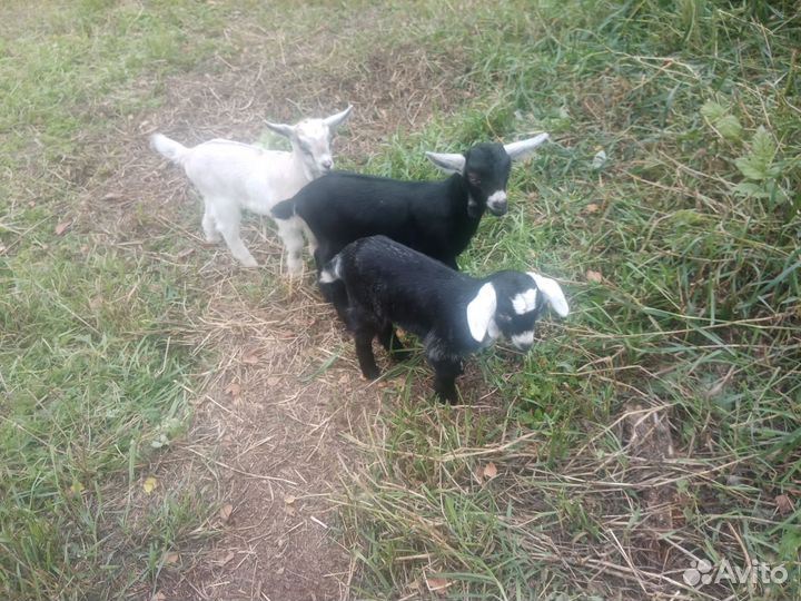 Коза нубийская