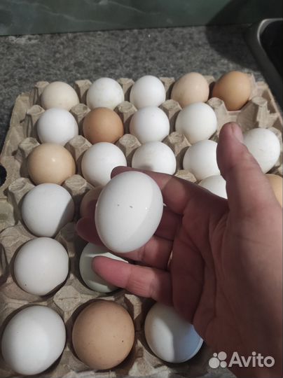 Домашние куриные яйца