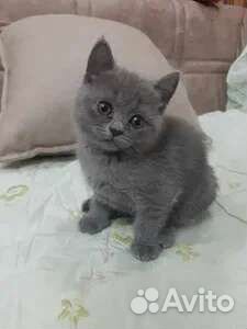 Прямоухие британцы