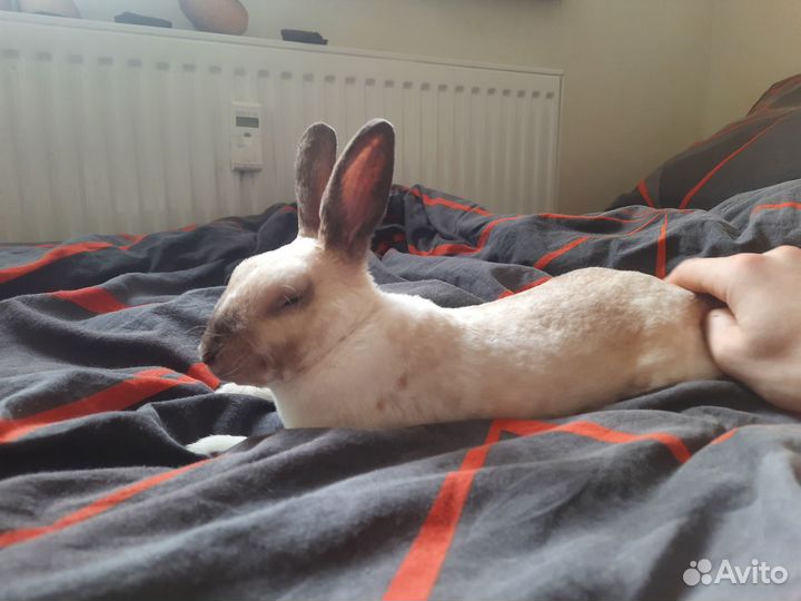 Декоративные кролики
