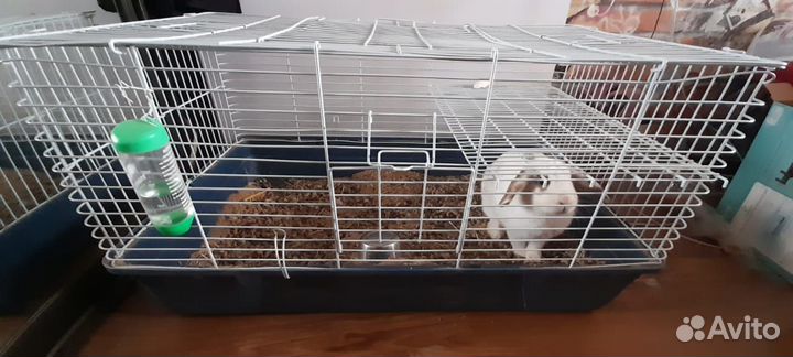 Декоративный кролик