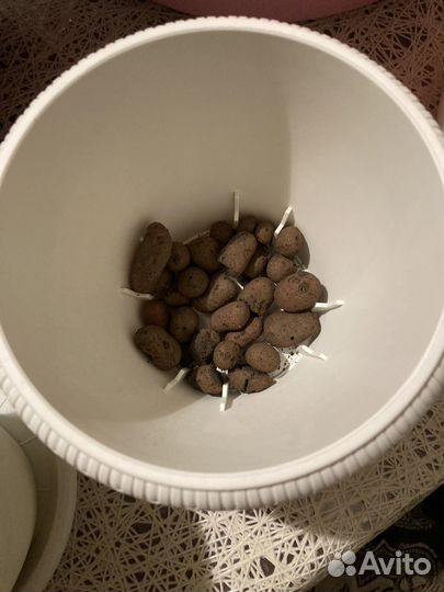 Цветы домашние в горшках