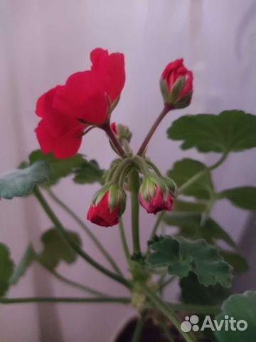 Пеларгония герань сортовая