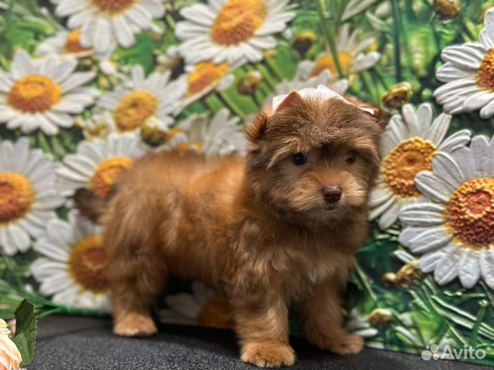 Щенки бивер йорка