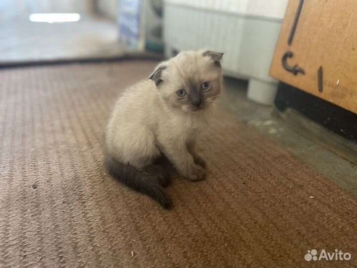 Британские котята