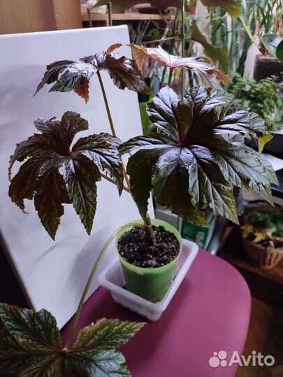 Бегония декоративно лиственная Грифон