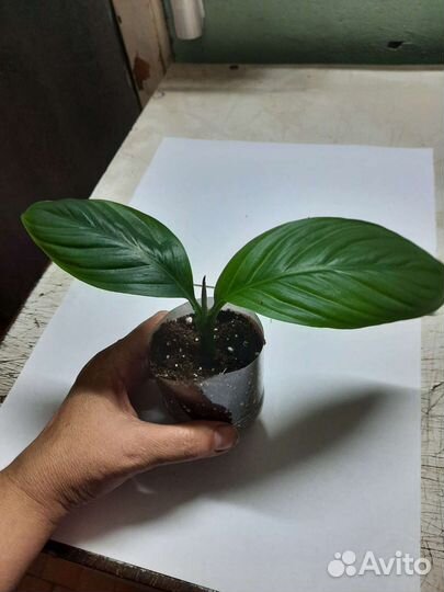 Спатифиллум Сенсация