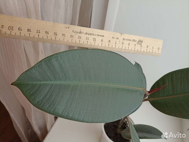 Фикус каучуконосный эластика