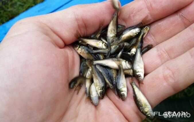 Подросшая личинка Белого Амура