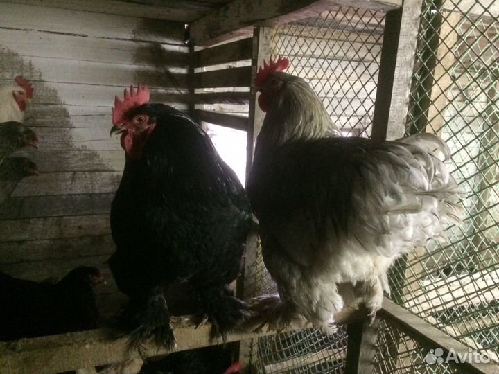 Петух Кохинхин