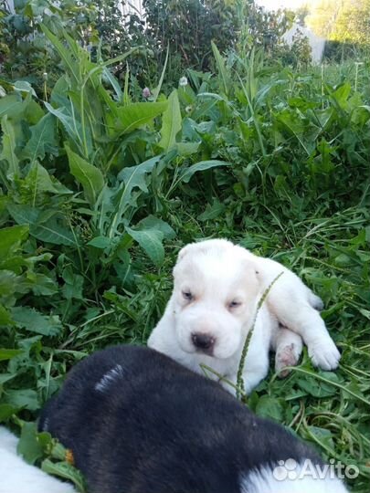 Продаются щенята алабая