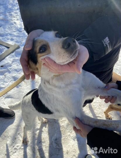 Собака Люся в добрые руки