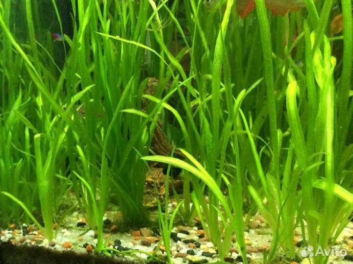 Валиснерия