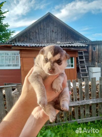 Щенок в добрые руки бесплатно