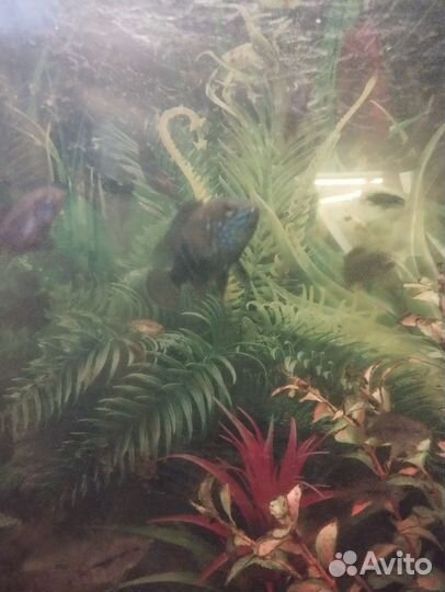 Акра бирюзовая цихлиды