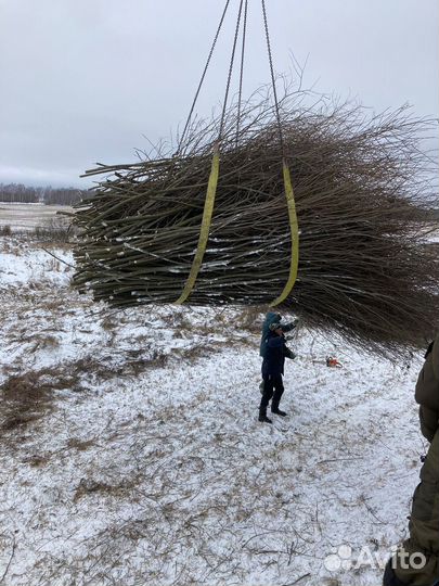 Спил деревьев