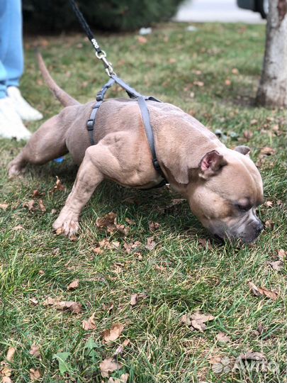 Американский булли покет вязка