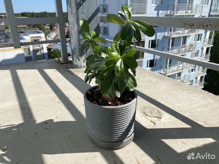 Комнатное растение Адениум в горшке