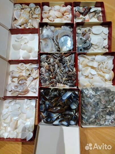Ракушки тропических и северных морей