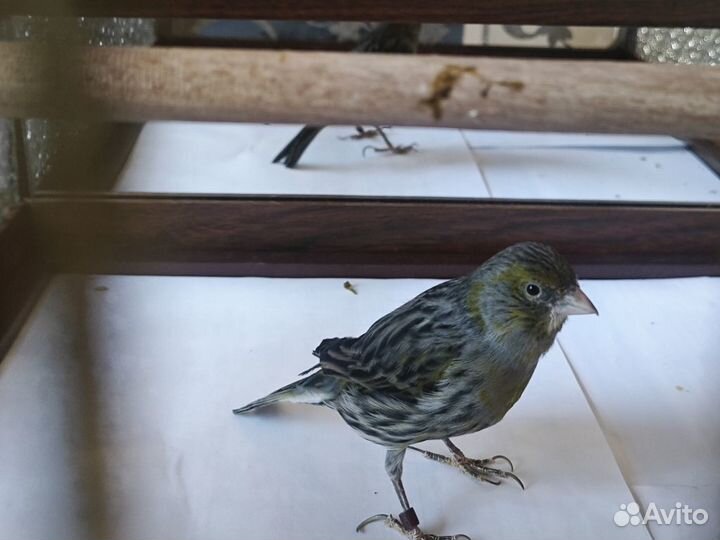 Кенара и канарейки