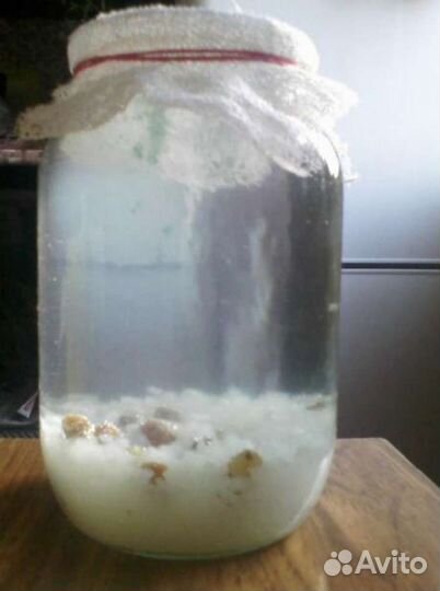 Индийский морской рис