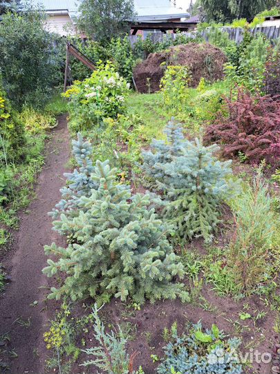 Ель голубая