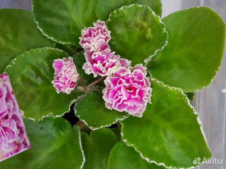 Фиалка в горшках