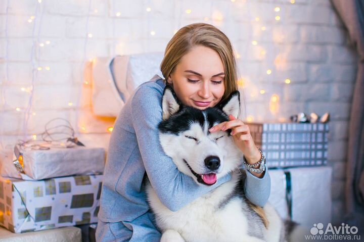 Аренда Сибирских Хаски