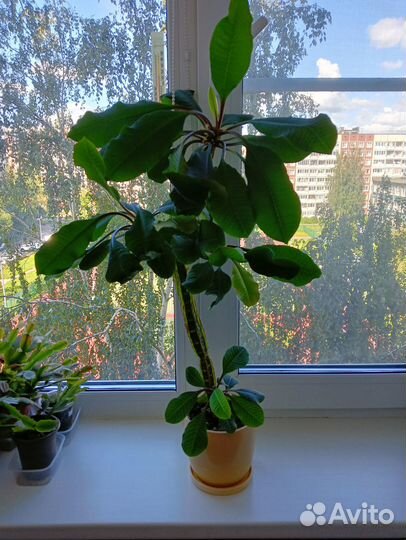 Кактус молочай беложильчатый