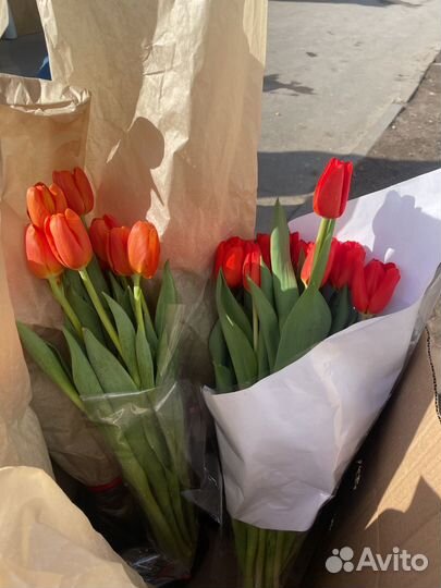 Луковицы тюльпанов