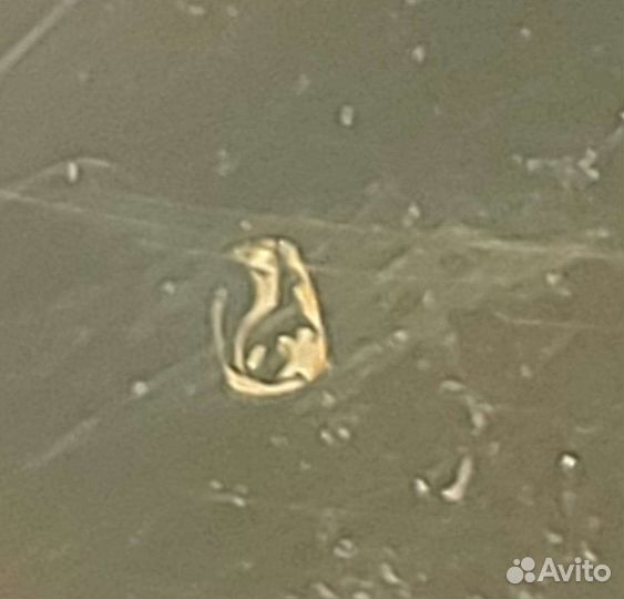 Золотые карманные часы