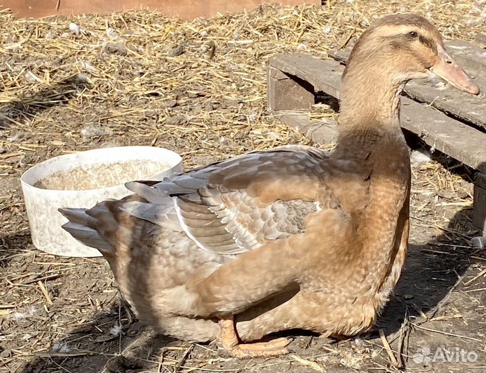 Руанская утка