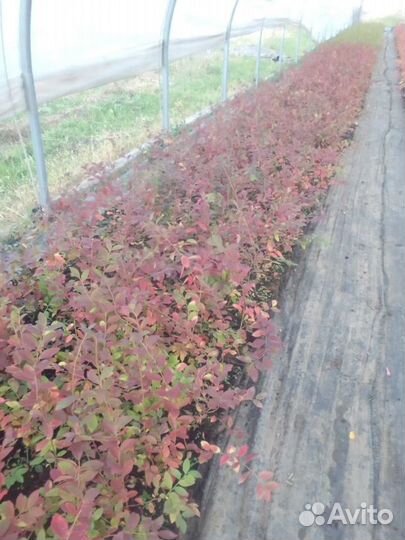 Саженцы голубики