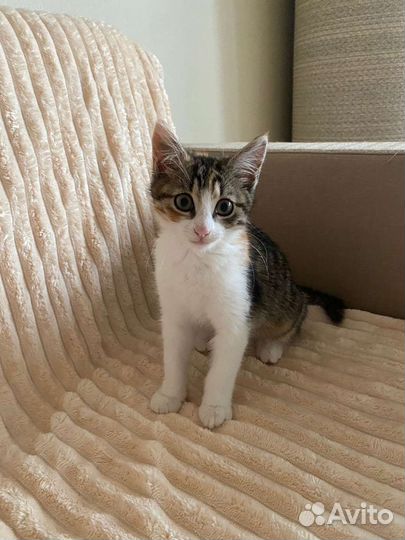 Кошки в добрые руки бесплатно