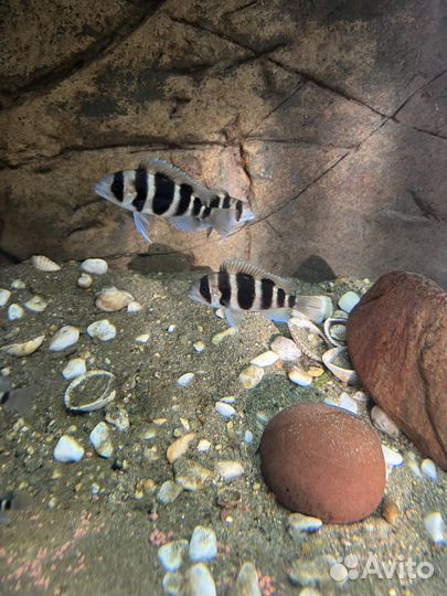 Рыба Фронтоза блюзаир