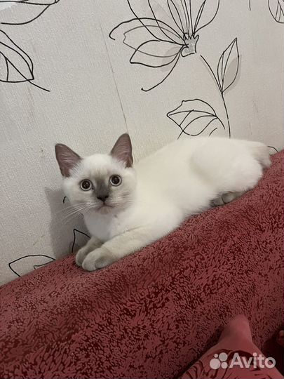 Котенок