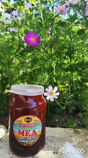 Молочайный мёд 2024
