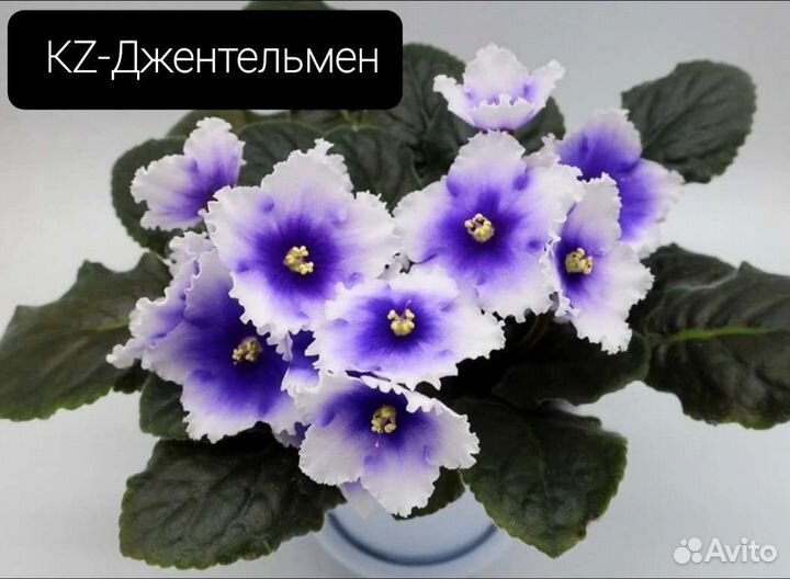 Фиалка сортовве