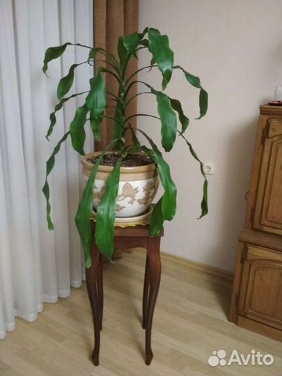 Пальма Юкка